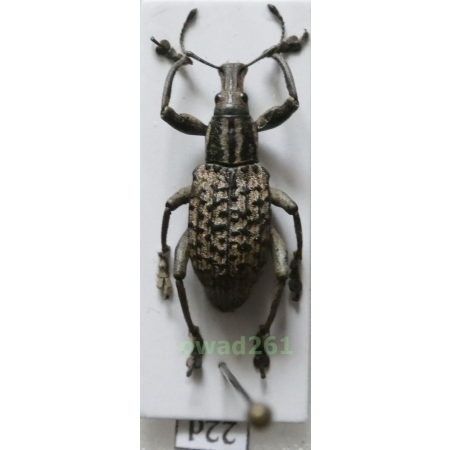 Celebia philippinica Heller K.M., 1921 male Philippines22d